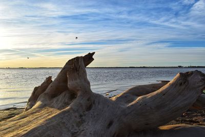 Driftwood at beach against sky