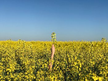 Scenic view of oilseed rape field against clear sky