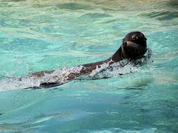 Swimming in sea