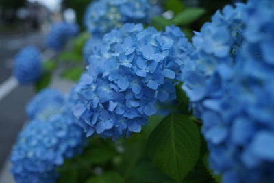 Close-up of blue hydrangea flowers