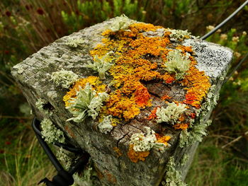 Close-up of mushroom growing on tree trunk