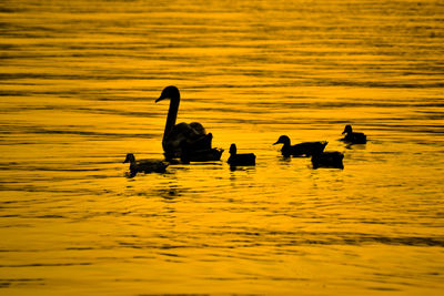 Swans swimming in lake at sunset with dramatic orange gold sky reflection