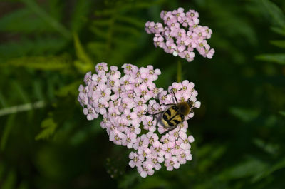 Close-up of insect on purple flowering plant