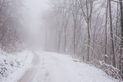 Road amidst bare trees during winter