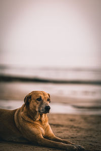 Dogs on beach