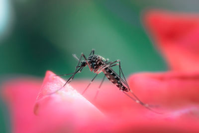 Close-up of insect on flower