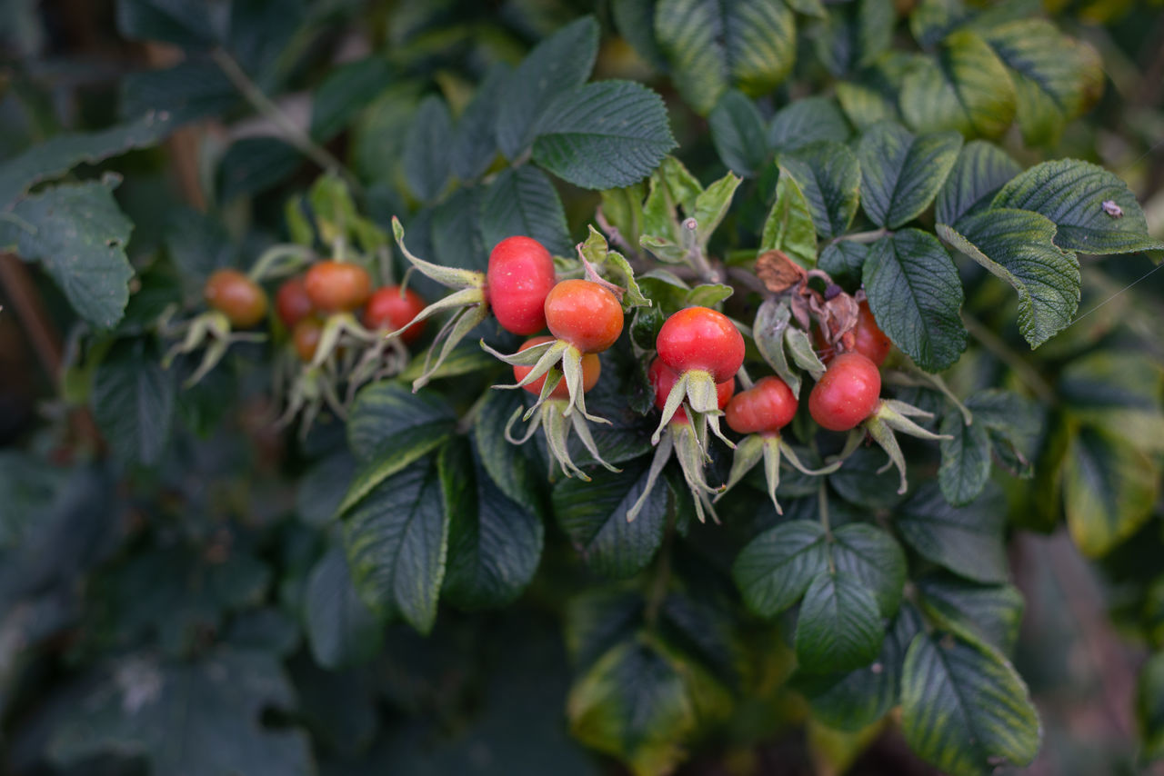 CLOSE-UP OF CHERRIES ON TREE