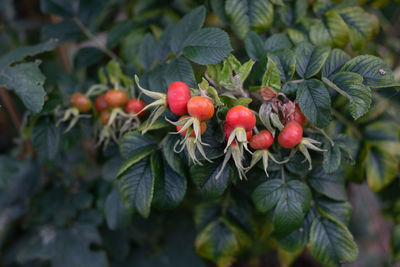 Close-up of red berries growing on tree