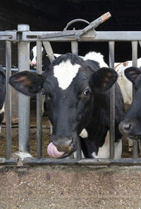 Cow looking at the camera during feeding time