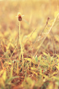 Close-up of flowering plant on land