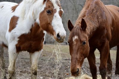 Horses standing in a field