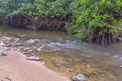 Scenic view of river amidst trees