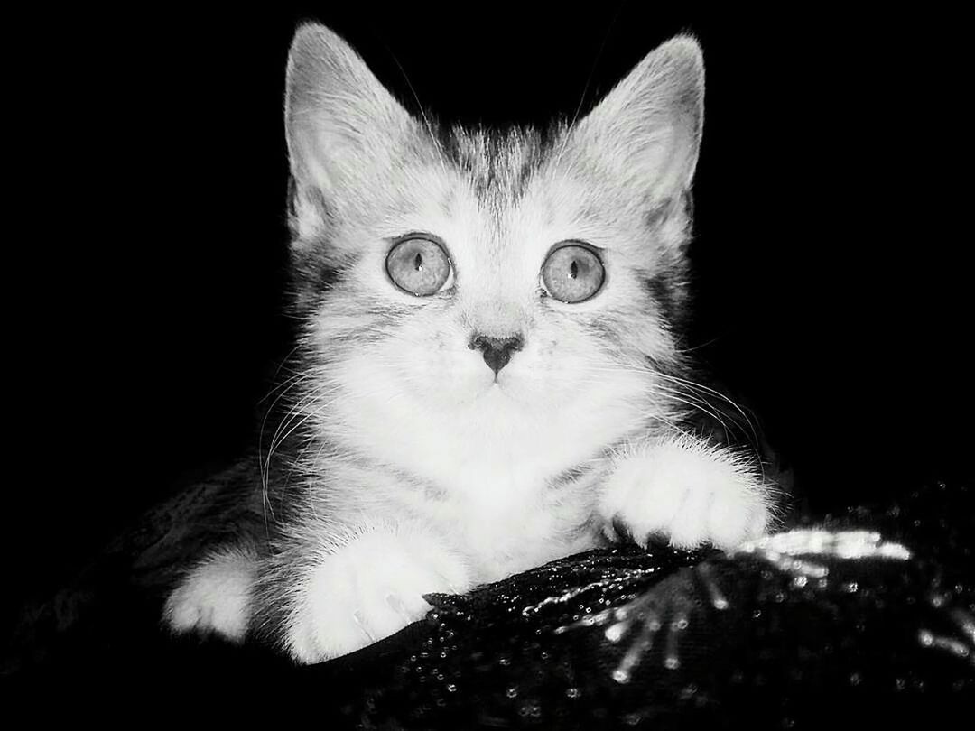 CLOSE-UP PORTRAIT OF CAT AGAINST BLACK LIGHT