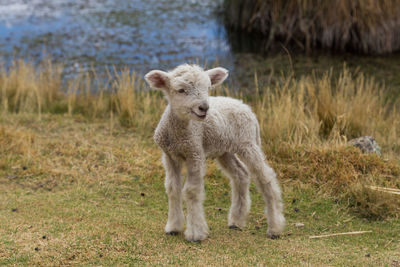 Horse standing on field