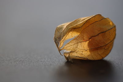 Close-up of dry leaf on table