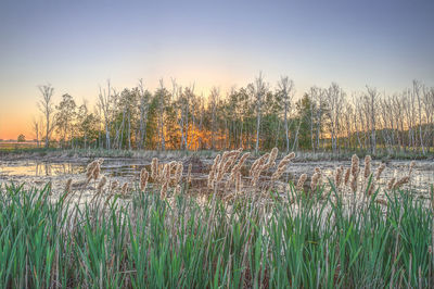 Plants in lake against bare trees during sunset