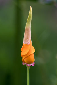 Close-up of orange rose flower