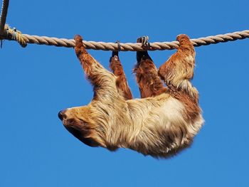 Low angle view of monkey hanging on rope against sky