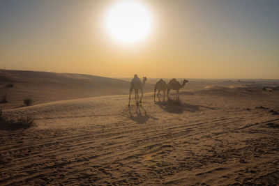 View of people riding horse on desert