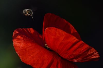 Close-up of insect on red flower