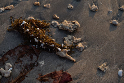 High angle view of crab on beach