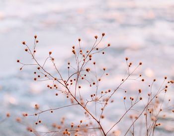 Close-up of plants against sky