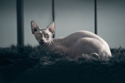 Portrait of sphynx cat sitting on rug at home