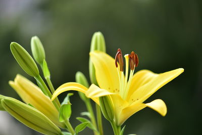 Close-up of yellow lily blooming outdoors