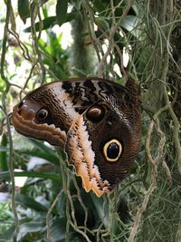 Close-up of butterfly on tree