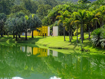 Reflection of trees in pond at park