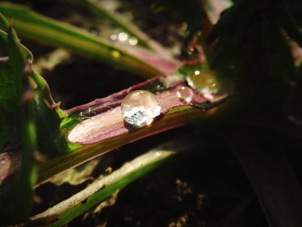 CLOSE-UP OF WATER DROPS ON LEAVES