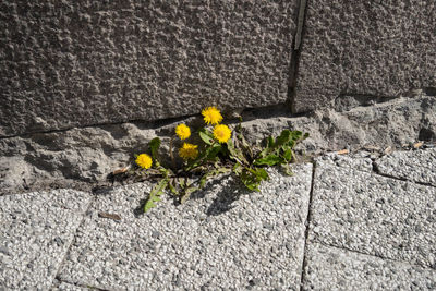 High angle view of yellow flowers