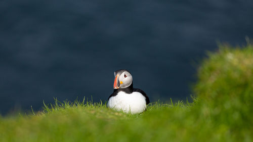 Close-up of a bird on field