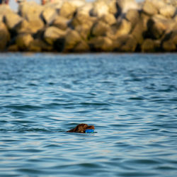 Dog swimming in sea