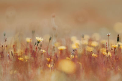 Close-up of yellow flowering plants on field