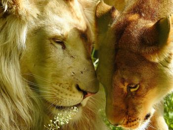Close-up of lions