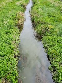 High angle view of river amidst trees