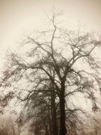 Low angle view of bare trees against sky