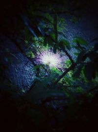 Low angle view of trees at night