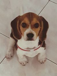 High angle portrait of dog sitting