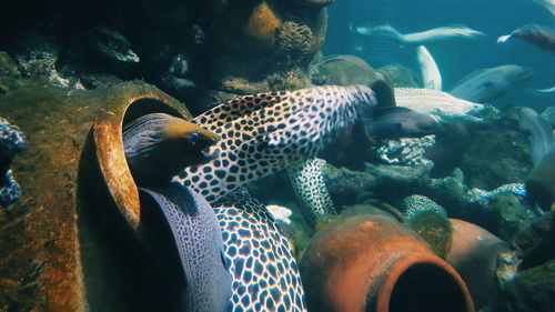 Close-up of fish swimming in aquarium