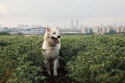 Dog on field against sky