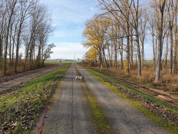 Road amidst trees and plants against sky