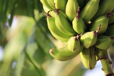 Close-up of fruits hanging on tree