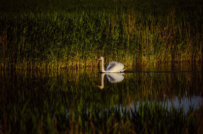 Swan swimming in lake
