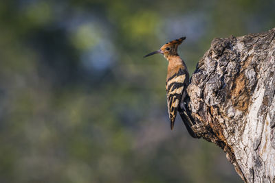 Close-up of a bird perching on a tree