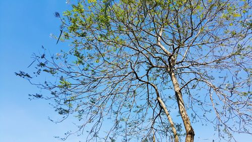 Low angle view of tree against blue sky