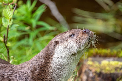 Close-up of an animal
