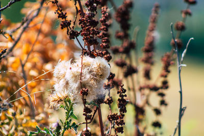 Close-up of wilted flowering plant