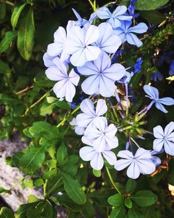 Close-up of purple flowers blooming in park